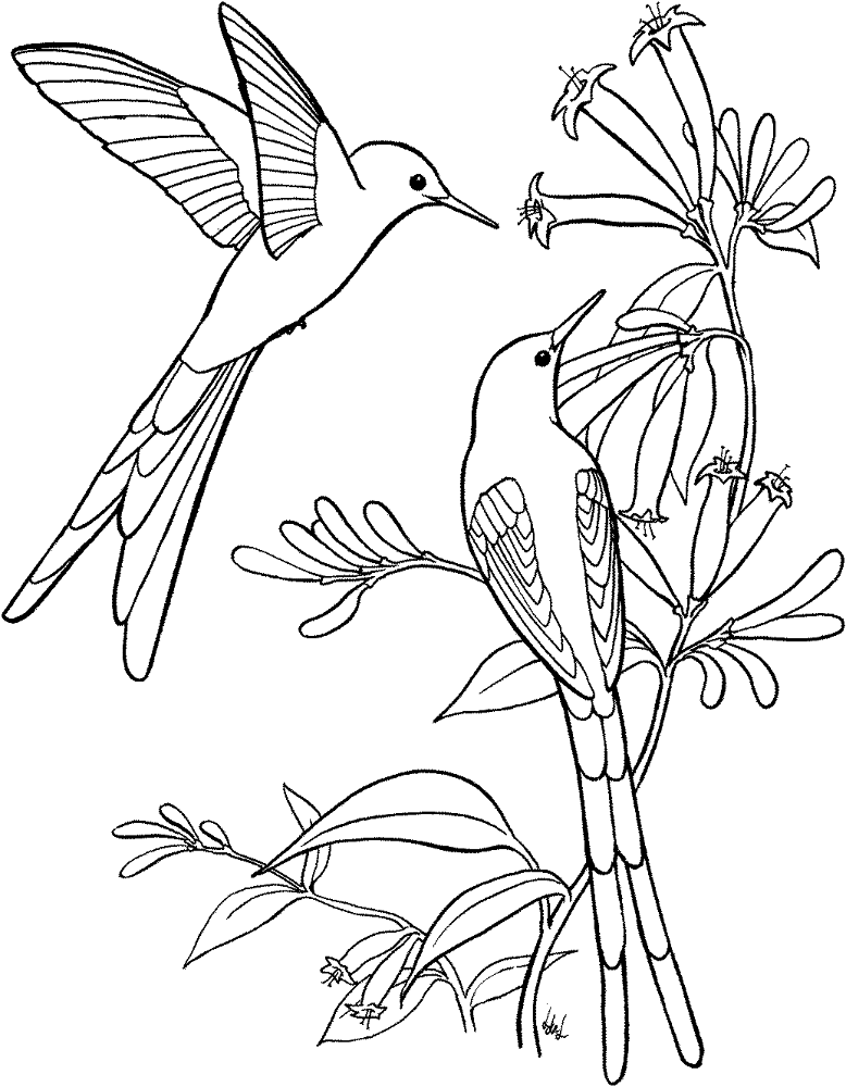 Desenho de Beija Flor para colorir