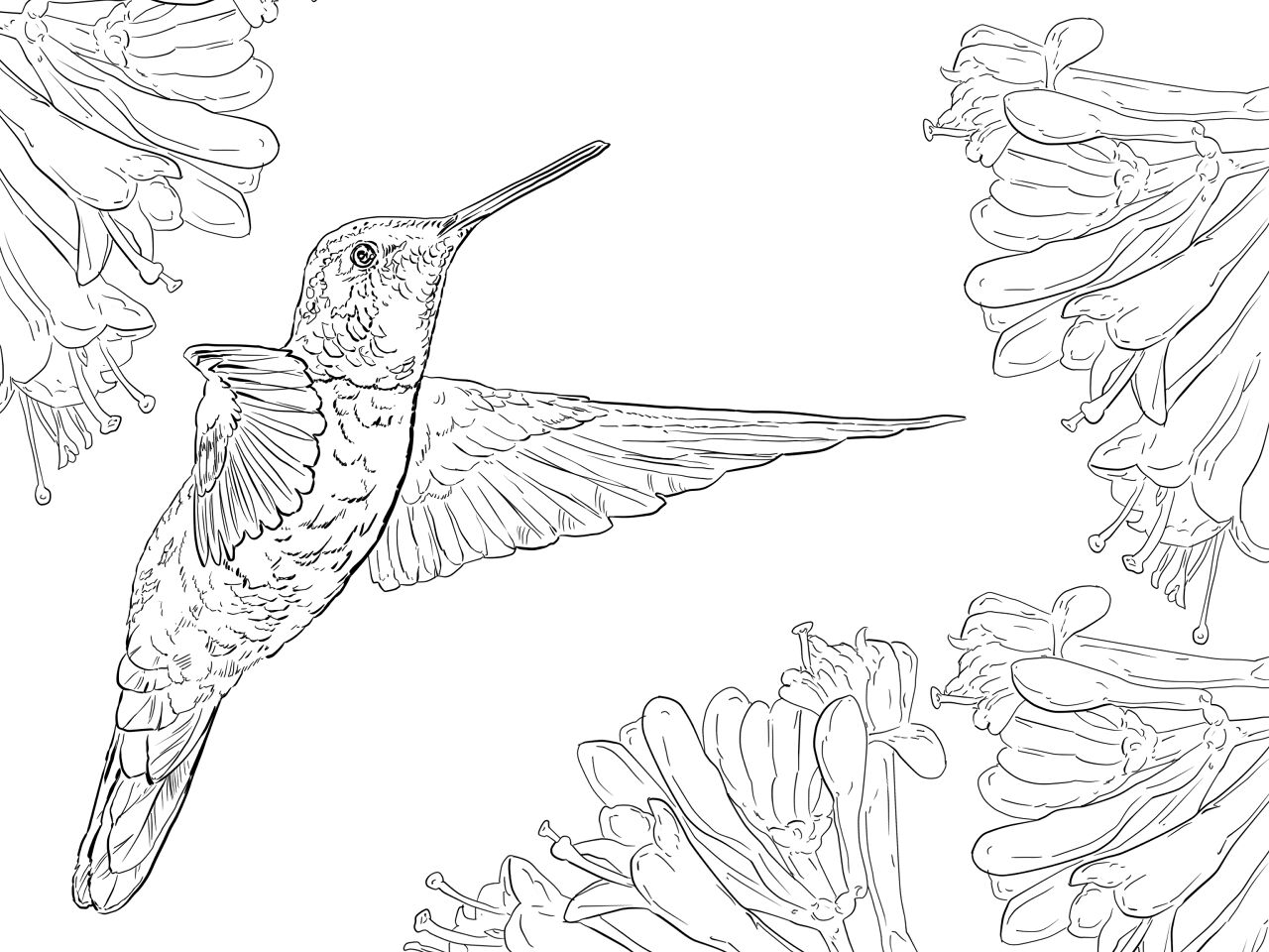 Desenho de Beija Flor para colorir