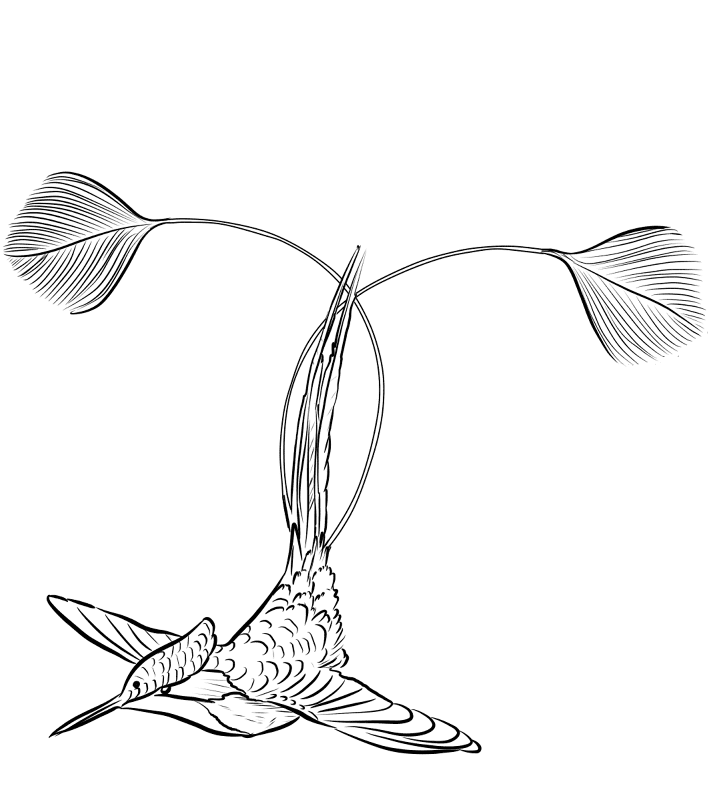 Desenho de Beija Flor para colorir