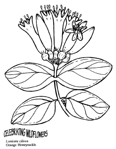 Desenho de Beija Flor para colorir