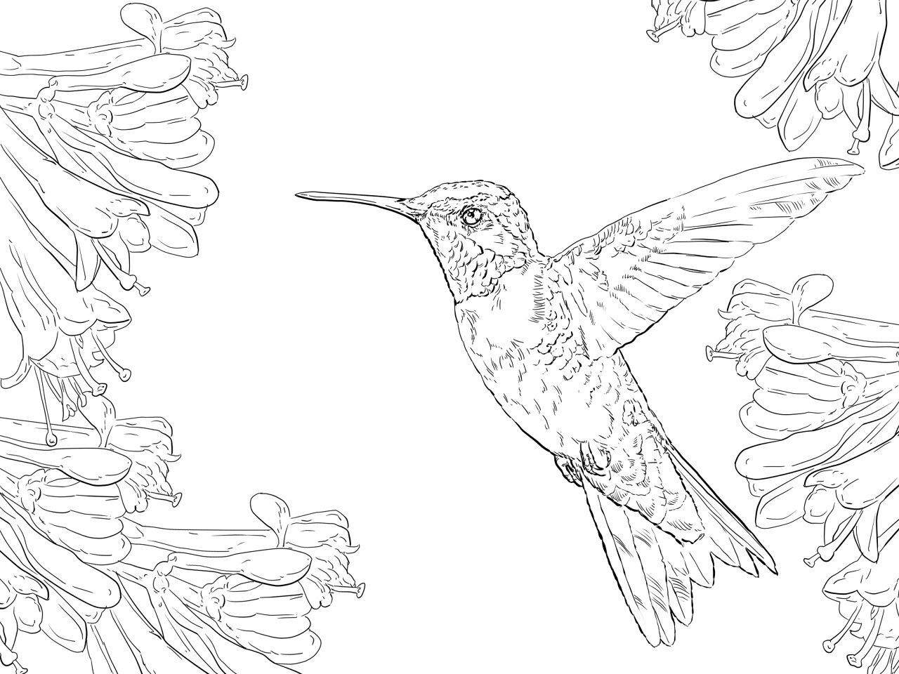 Desenho de Beija Flor para colorir