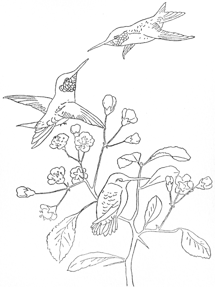 Desenho de Beija Flor para colorir