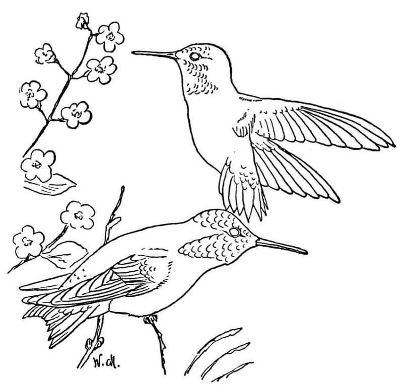 Desenho de Beija Flor para colorir