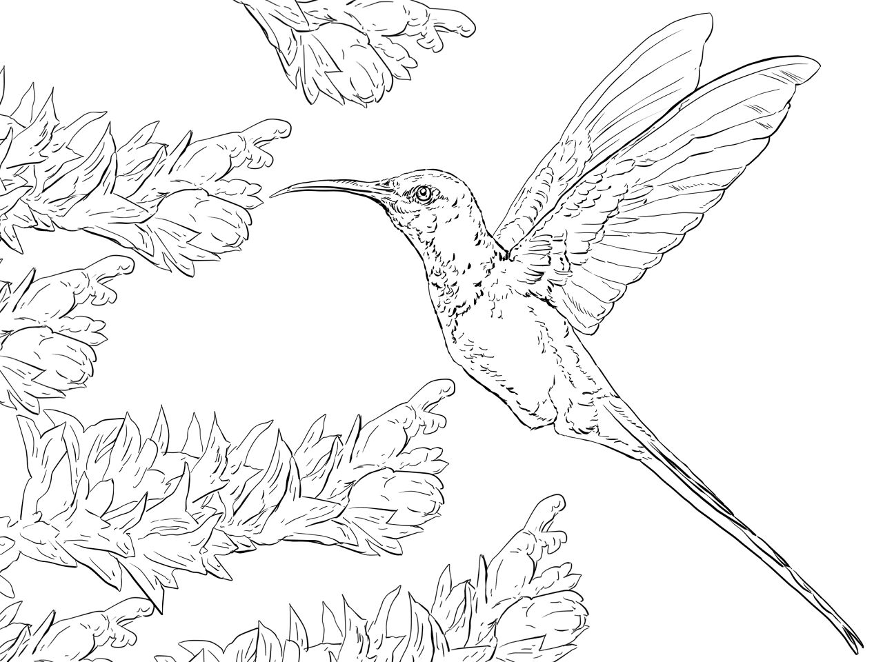 Desenho de Beija Flor para colorir