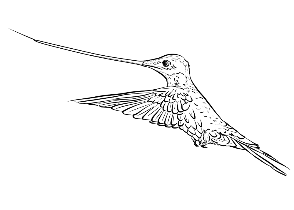 Desenho de Beija Flor para colorir