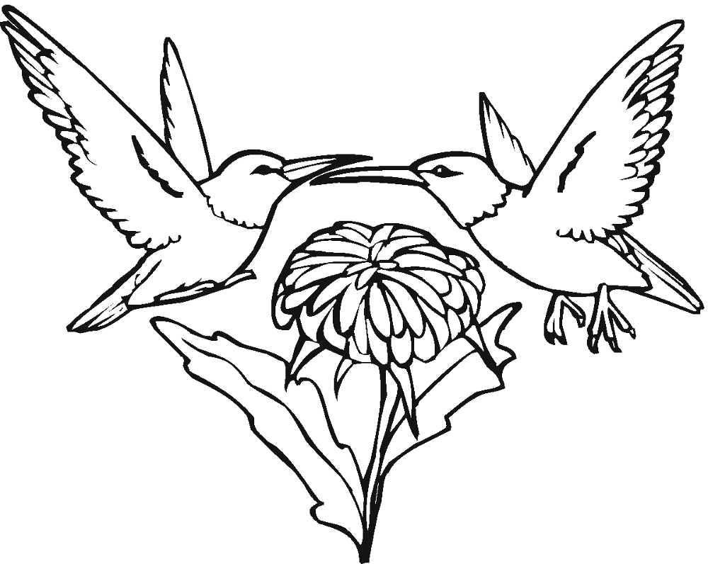 Desenho de Beija Flor para colorir