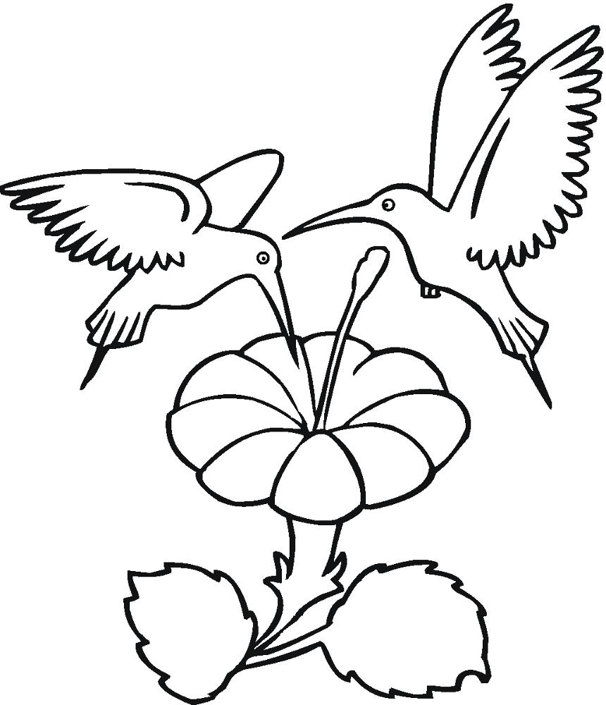 Desenho de Beija Flor para colorir