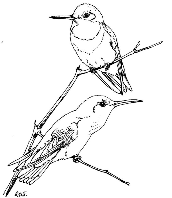 Desenho de Beija Flor para colorir