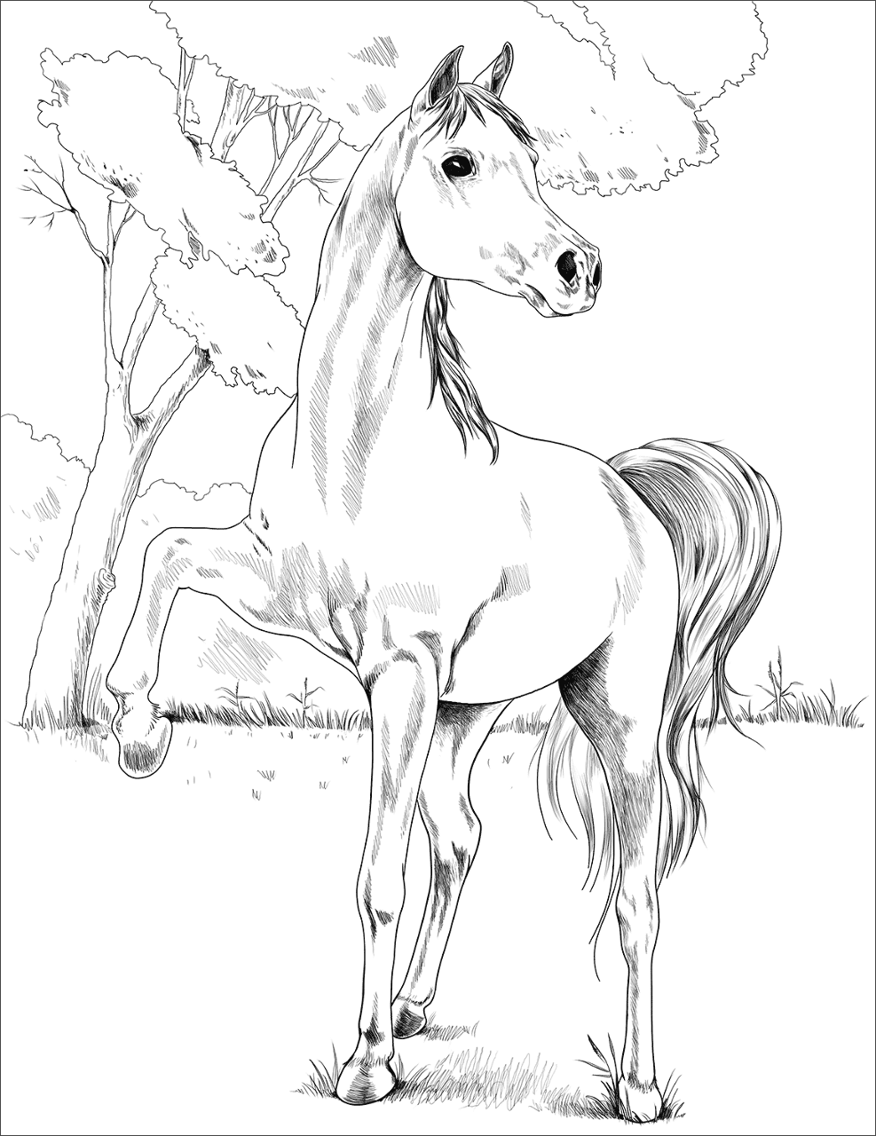 Desenho de Belos Cavalos Livro de Colorir para colorir e imprimir: número 7