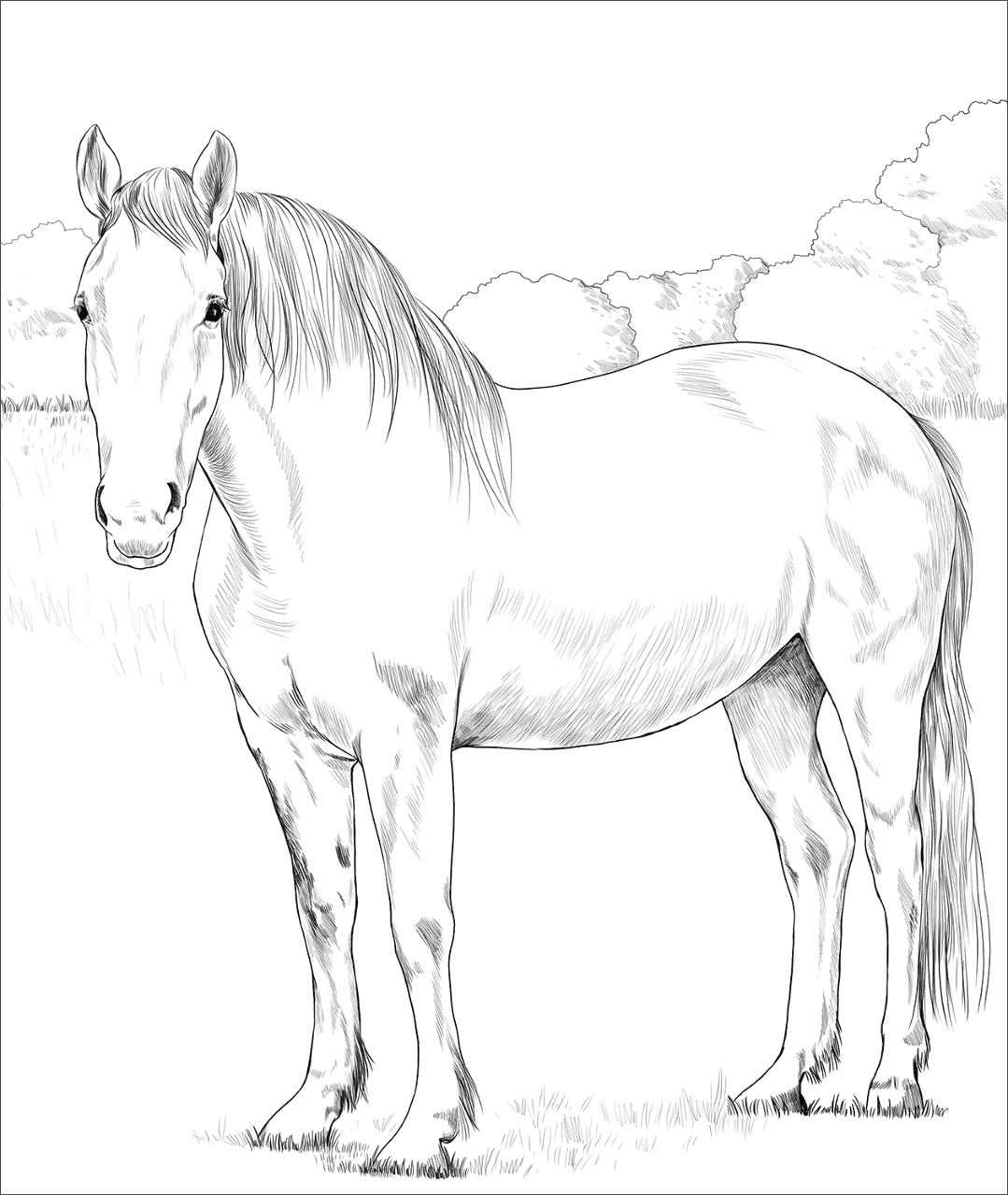 Desenho de Belos Cavalos Livro de Colorir para colorir e imprimir: número 9