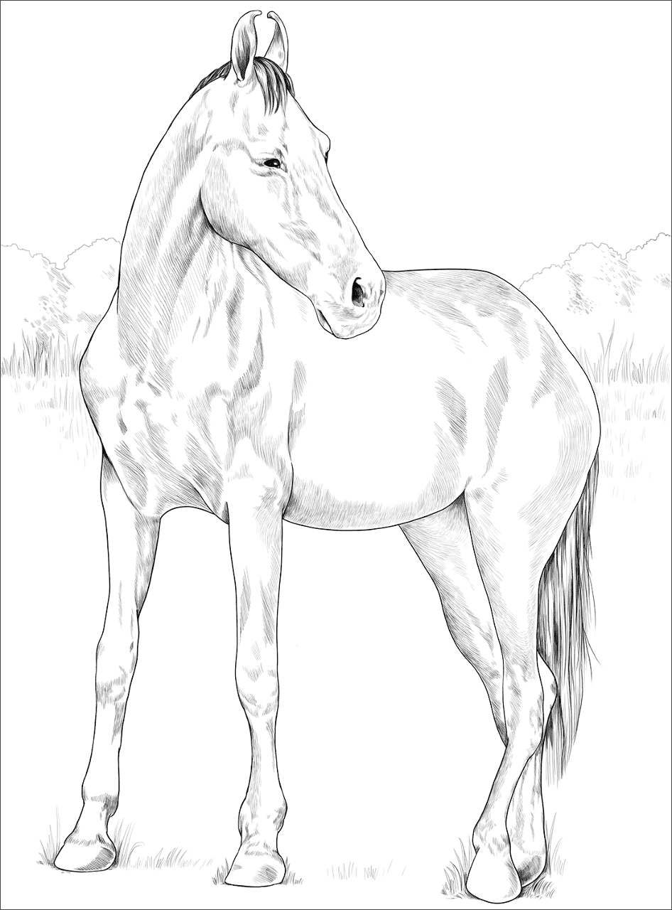 Desenho de Belos Cavalos Livro de Colorir para colorir e imprimir: número 15