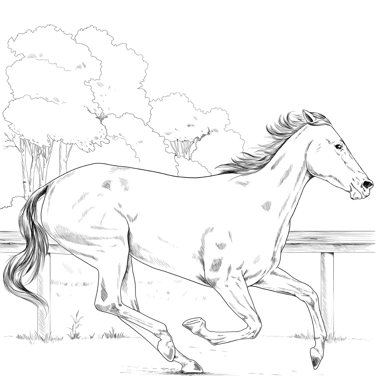 Desenho de Belos Cavalos Livro de Colorir para colorir e imprimir: número 20