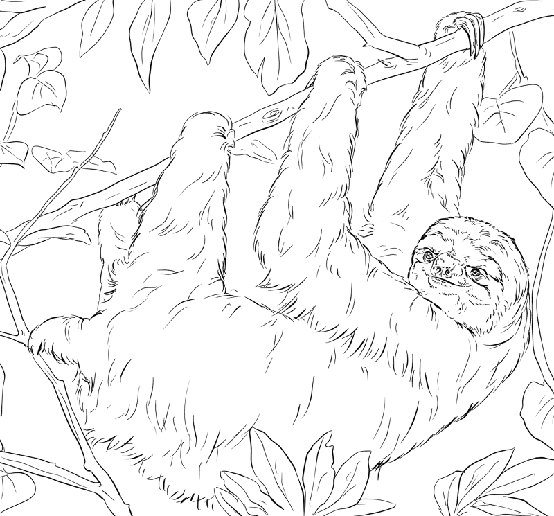 Desenho de Bicho Preguiça para colorir e imprimir: número 4