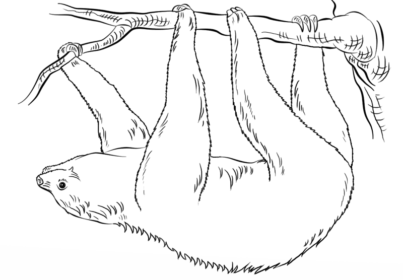 Desenho de Bicho Preguiça para colorir e imprimir: número 5