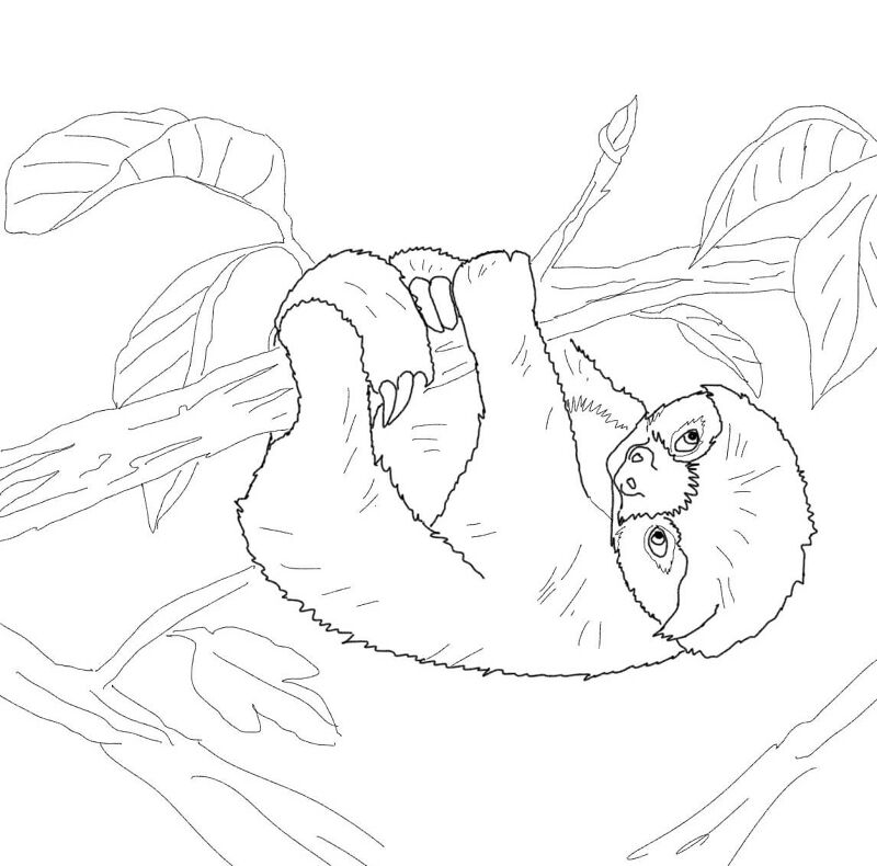 Desenho de Bicho Preguiça para colorir e imprimir: número 10