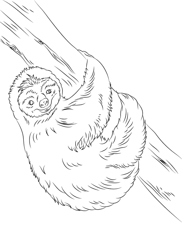 Desenho de Bicho Preguiça para colorir e imprimir: número 13