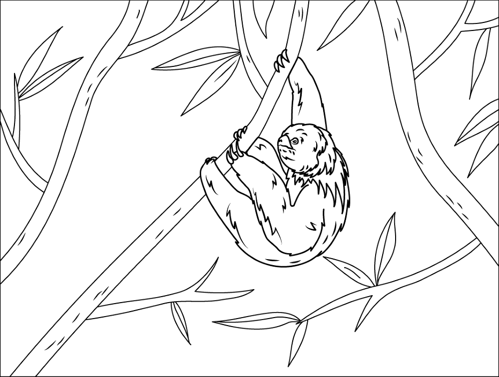 Desenho de Bicho Preguiça para colorir e imprimir: número 16
