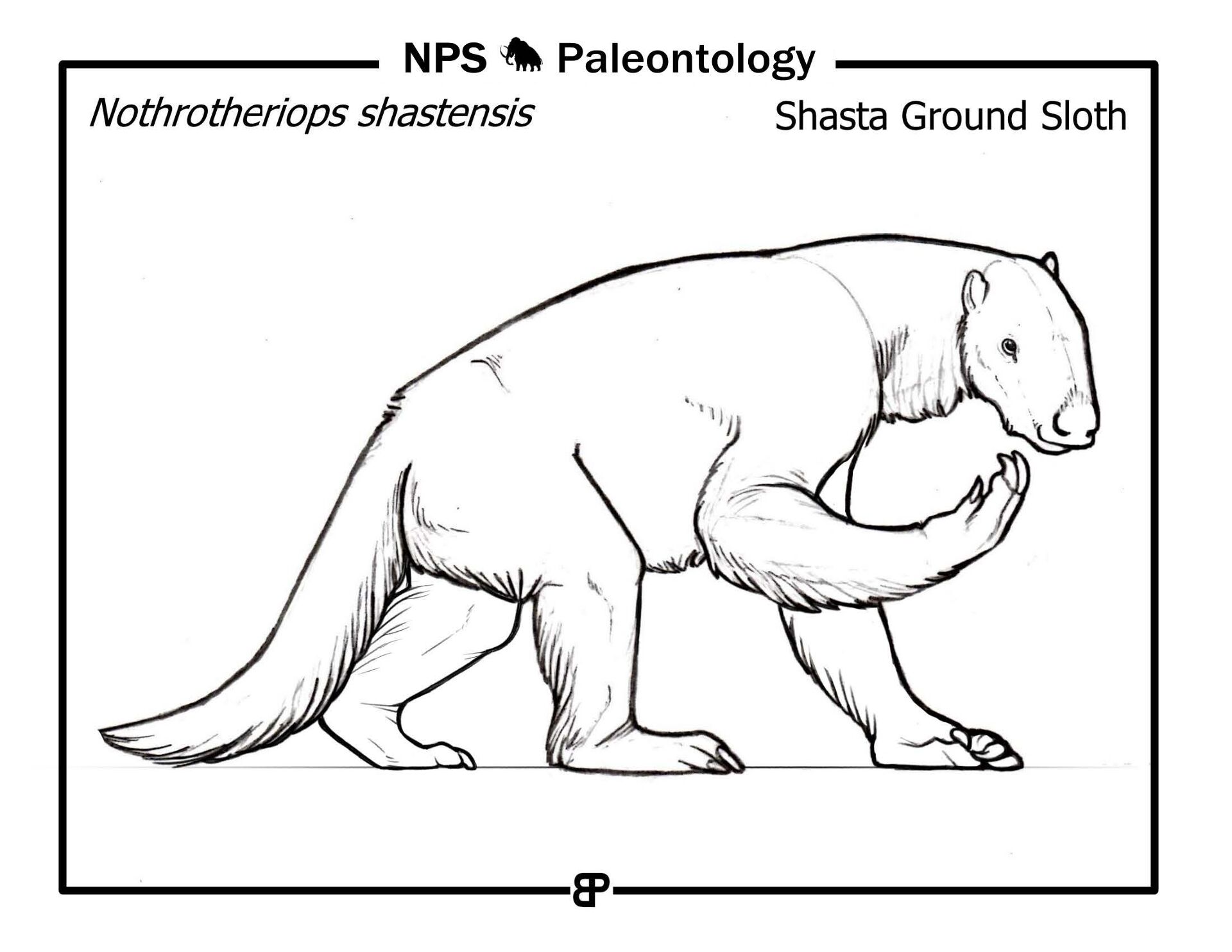 Desenho de Bicho Preguiça para colorir e imprimir: número 17