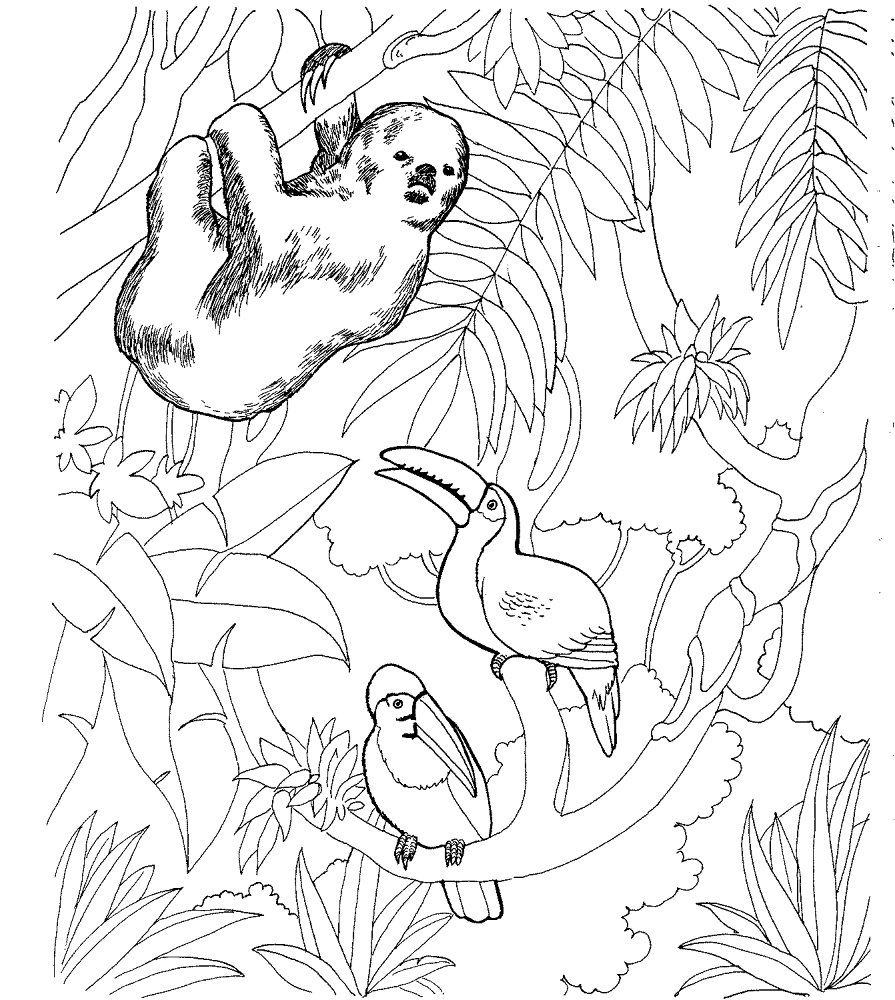 Desenho de Bicho Preguiça para colorir e imprimir: número 22