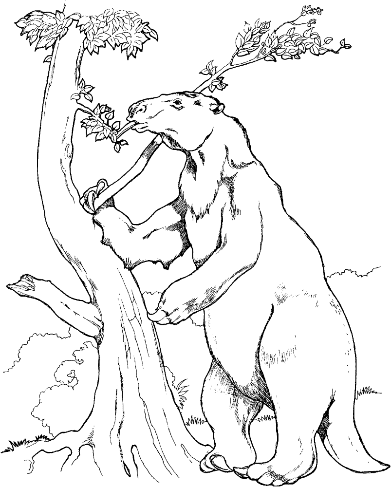 Desenho de Bicho Preguiça para colorir e imprimir: número 28