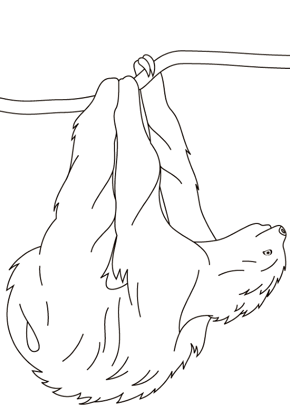 Desenho de Bicho Preguiça para colorir e imprimir: número 30