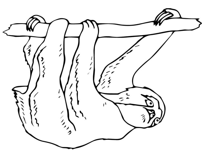 Desenho de Bicho Preguiça para colorir e imprimir: número 36