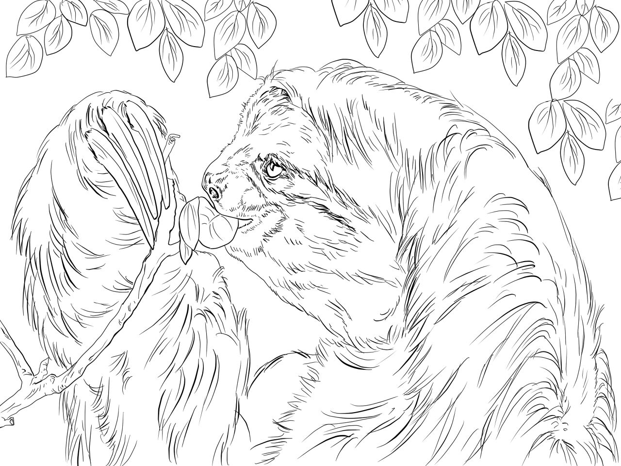 Desenho de Bicho Preguiça para colorir e imprimir: número 37