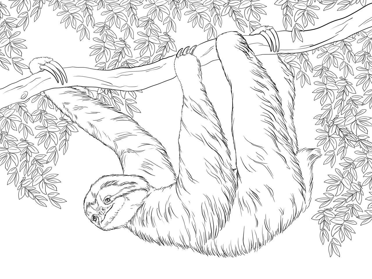 Desenho de Bicho Preguiça para colorir e imprimir: número 38