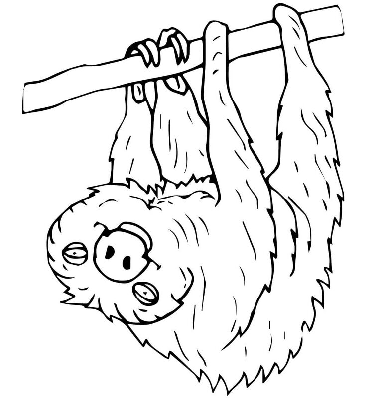Desenho de Bicho Preguiça para colorir e imprimir: número 39