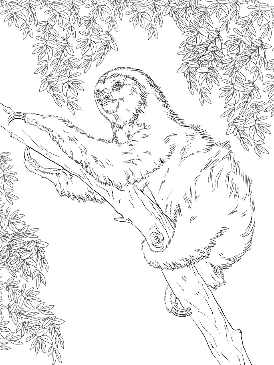 Desenho de Bicho Preguiça para colorir e imprimir: número 40