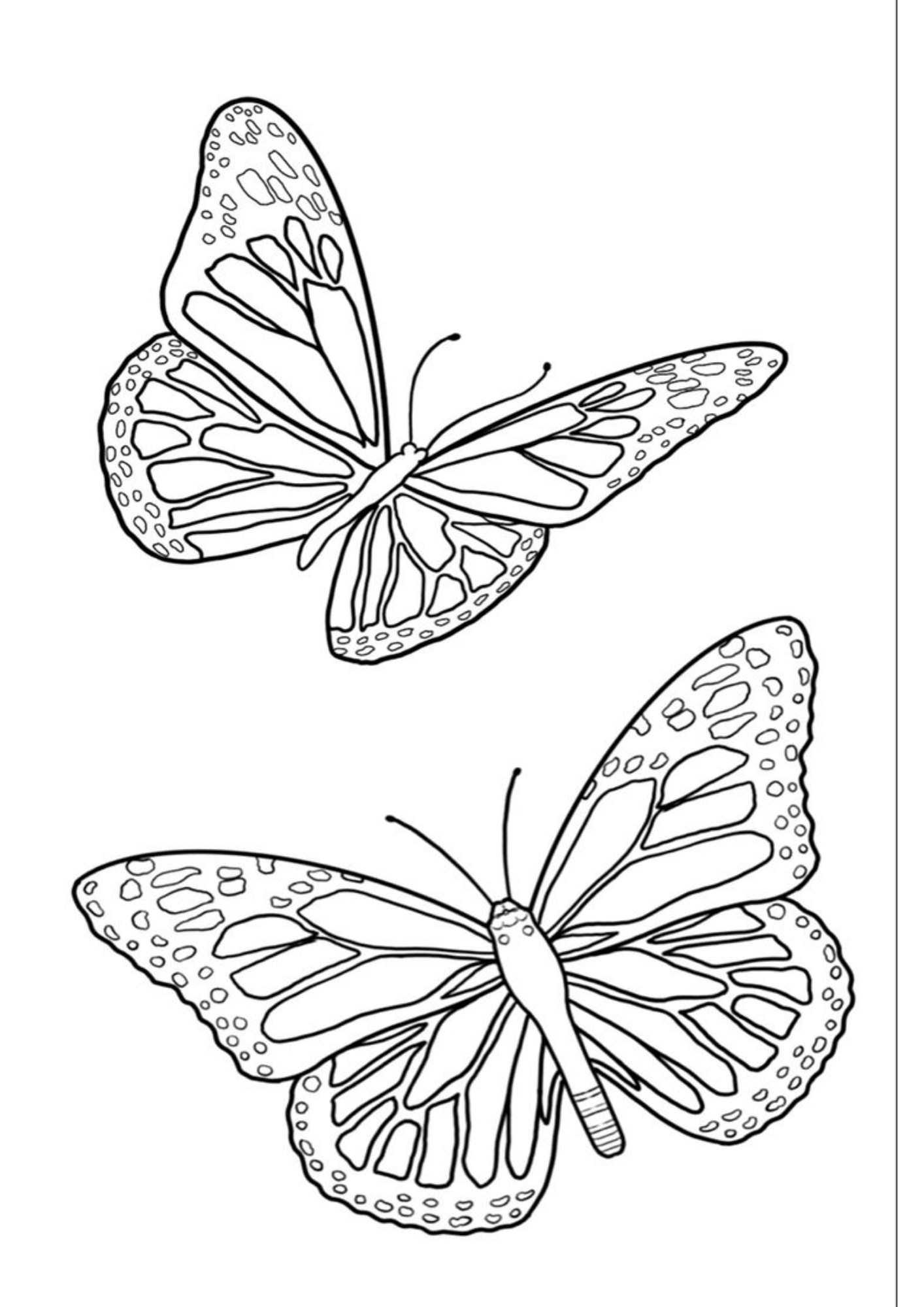 Desenho de Borboletas para colorir e imprimir: número 19