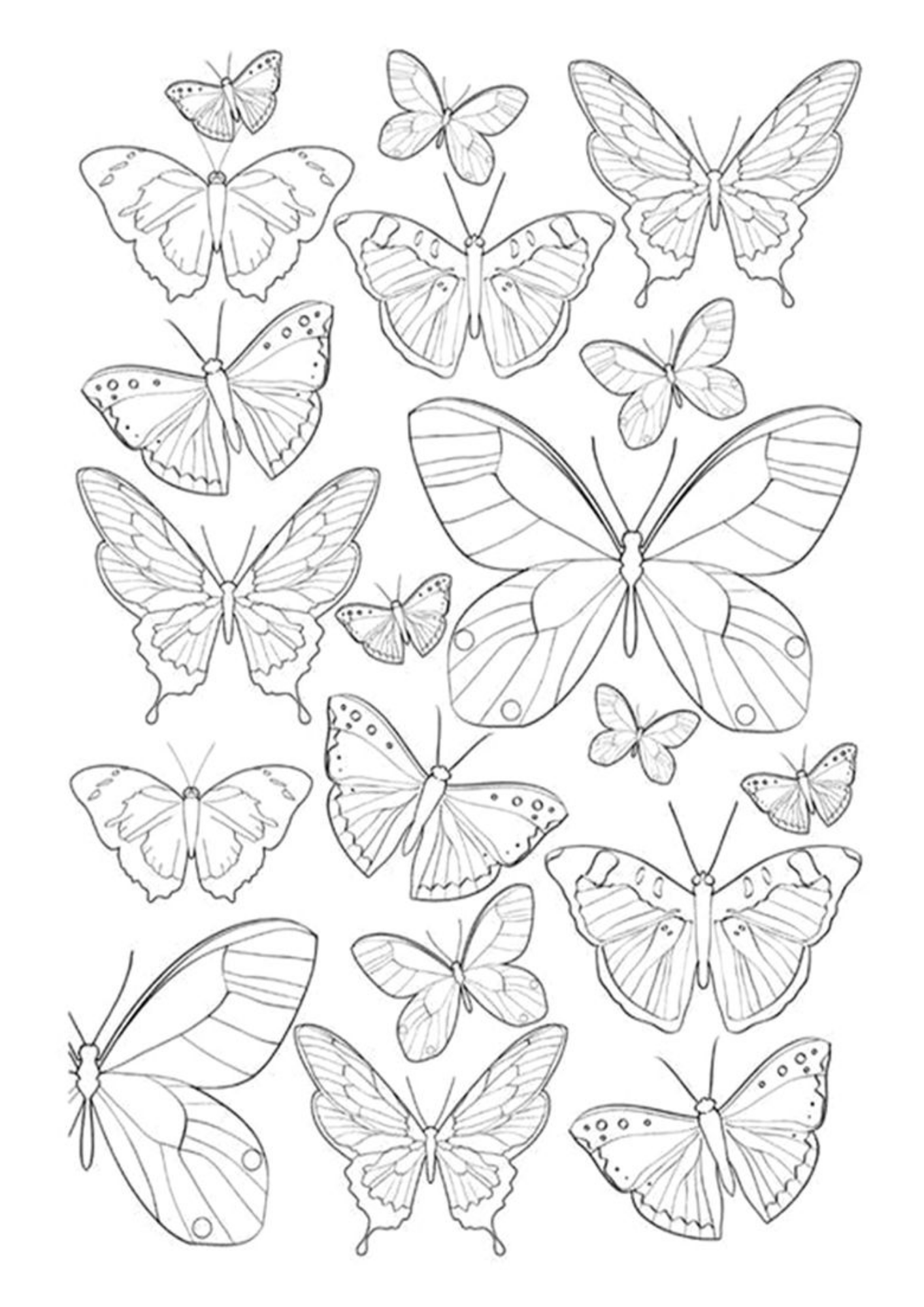 Desenho de Borboletas para colorir e imprimir: número 21