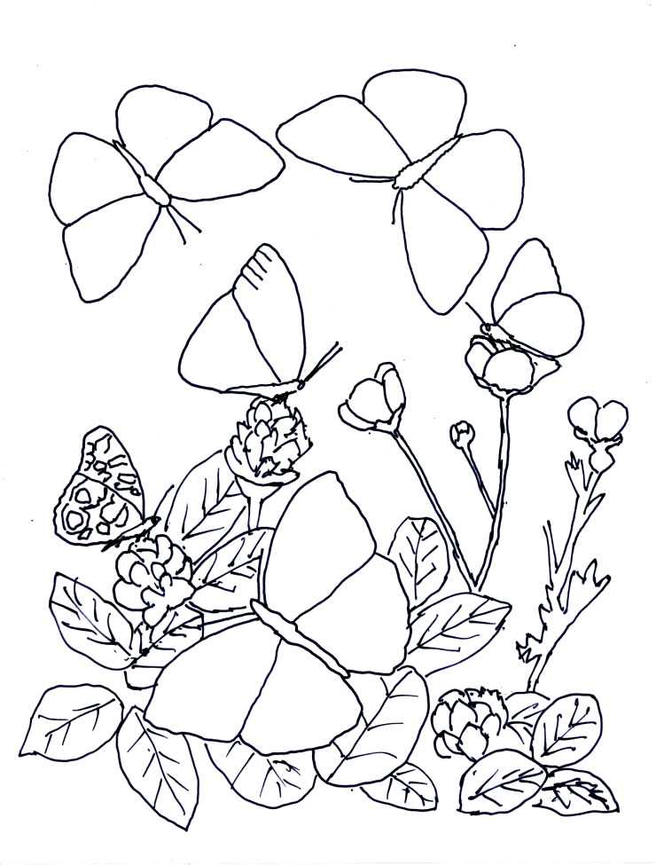 Desenho de Borboletas para colorir e imprimir: número 26