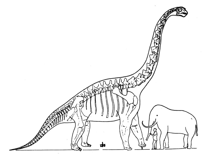 Desenho de Braquissauro para colorir e imprimir: número 8