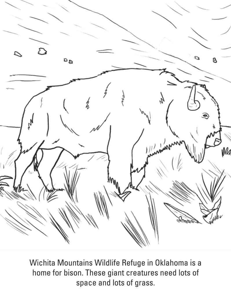 Desenho de Búfalo para colorir e imprimir: número 3