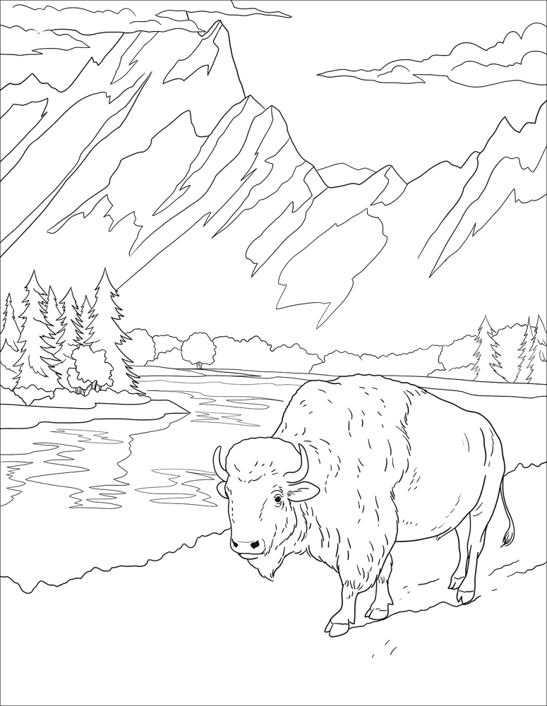 Desenho de Búfalo para colorir e imprimir: número 24