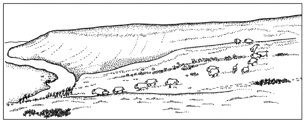 Desenho de Búfalo para colorir e imprimir: número 26