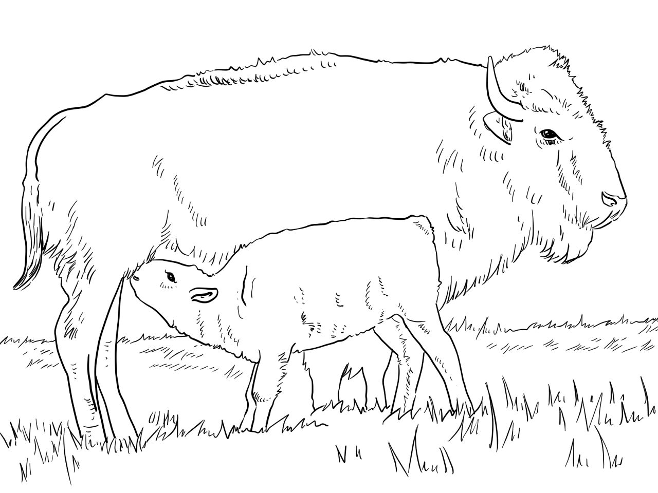 Desenho de Búfalo para colorir e imprimir: número 29