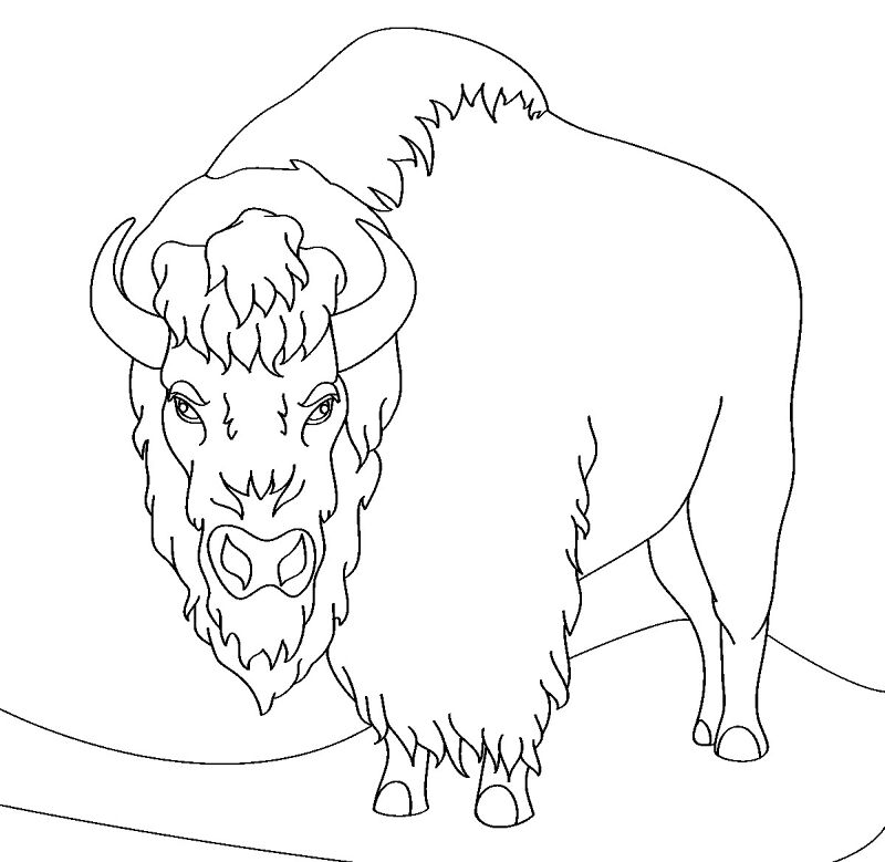Desenho de Búfalo para colorir e imprimir: número 30