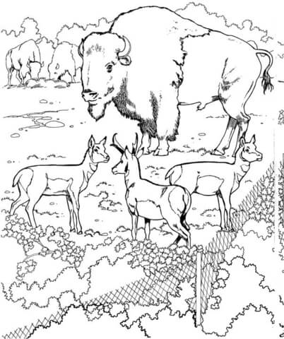 Desenho de Búfalo para colorir e imprimir: número 32