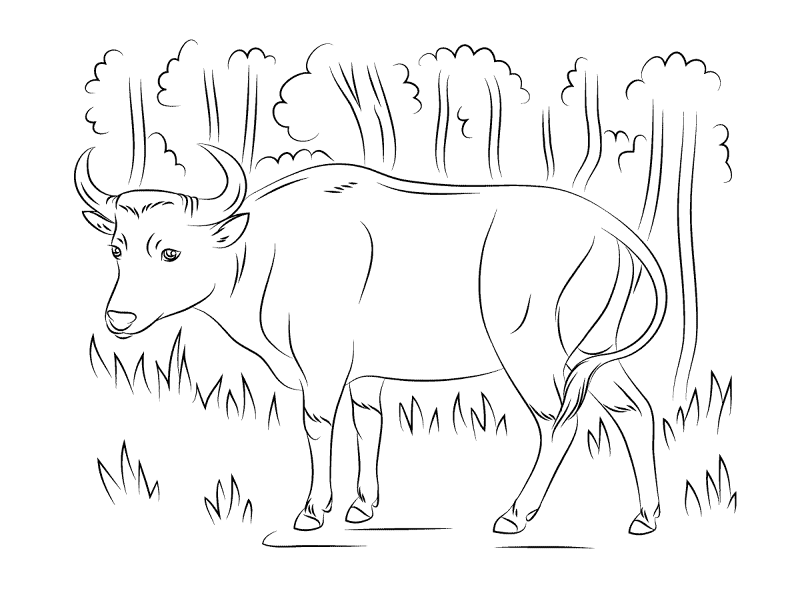 Desenho de Búfalo para colorir e imprimir: número 35