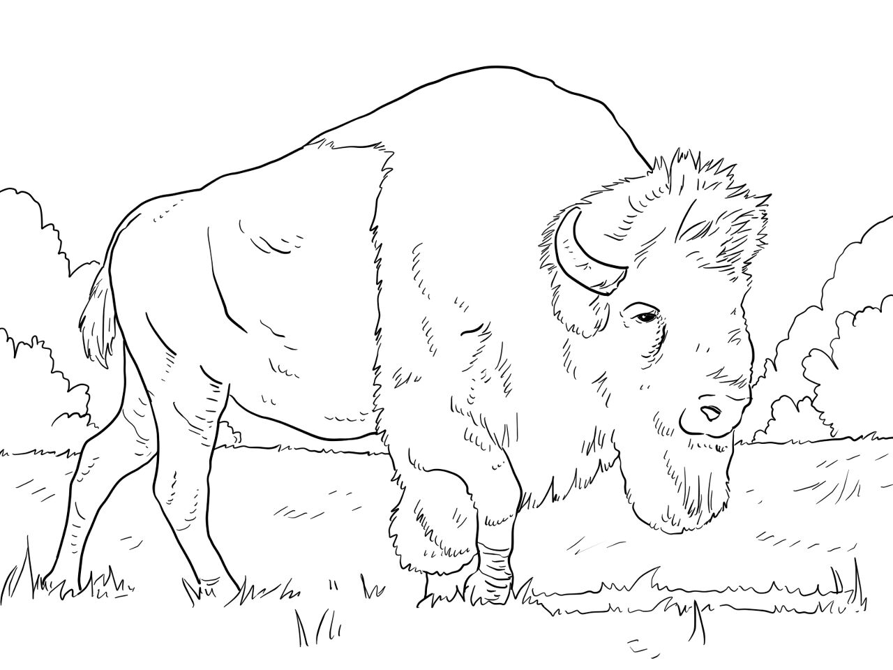 Desenho de Búfalo para colorir e imprimir: número 38