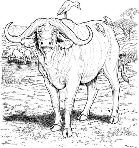 Desenho de Búfalo para colorir e imprimir: número 40