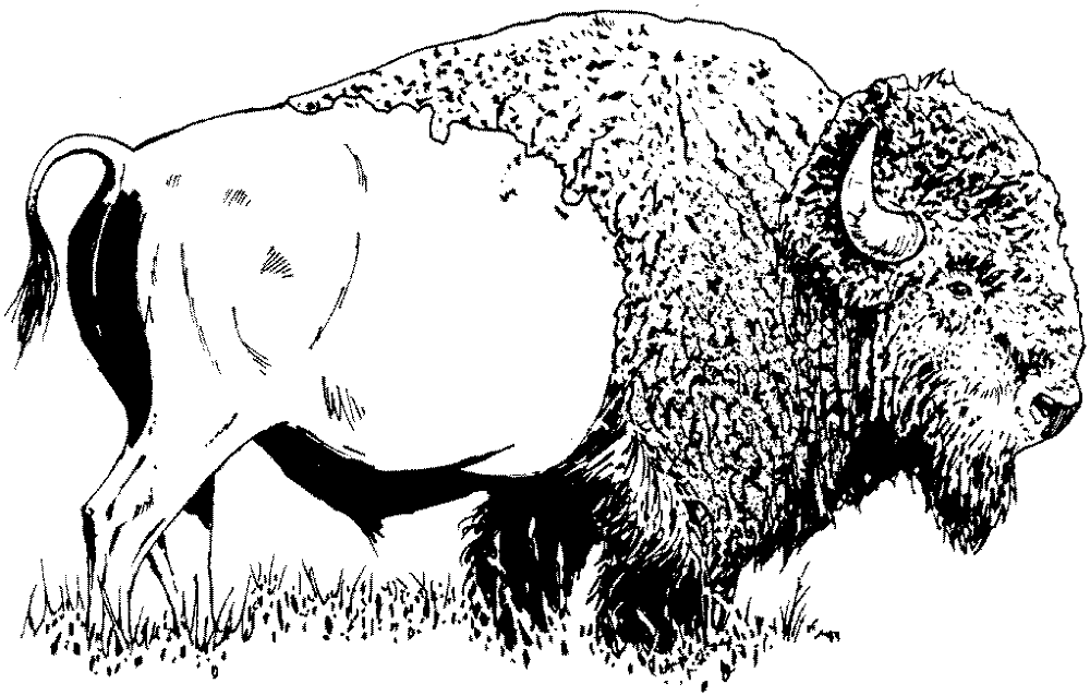 Desenho de Búfalo para colorir e imprimir: número 43