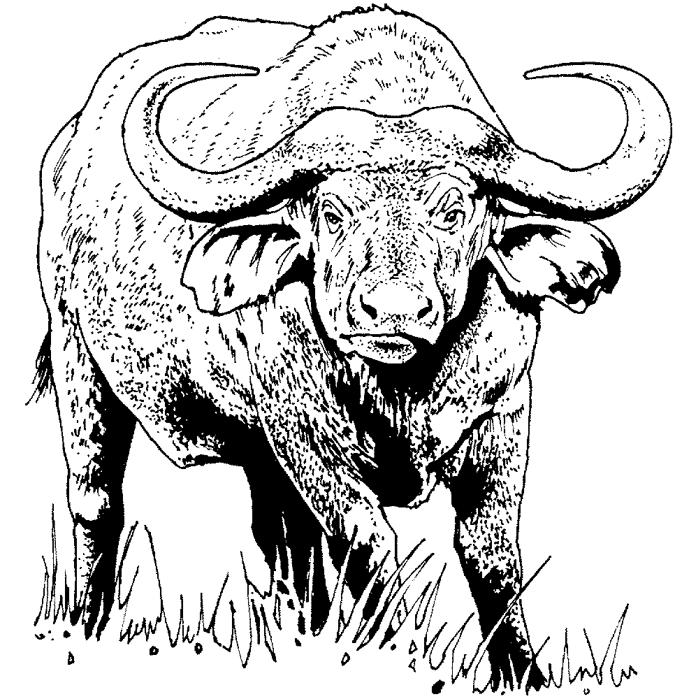 Desenho de Búfalo para colorir e imprimir: número 44