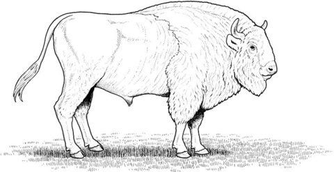 Desenho de Búfalo para colorir e imprimir: número 45
