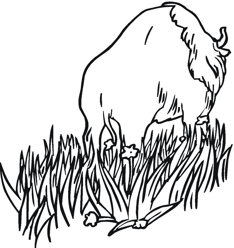 Desenho de Búfalo para colorir