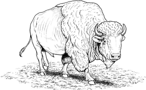 Desenho de Búfalo para colorir