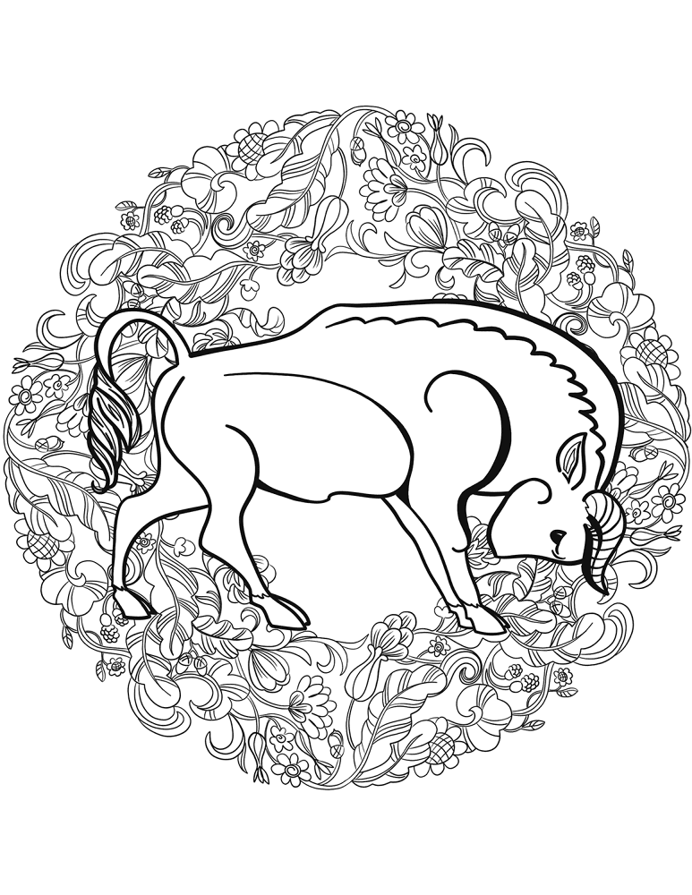 Desenho de Búfalo para colorir