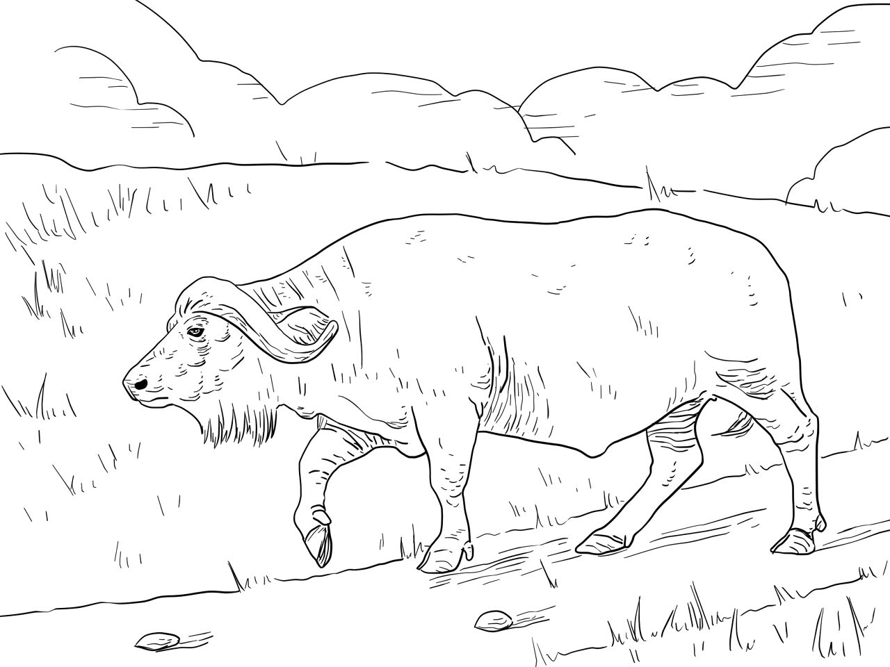 Desenho de Búfalo para colorir